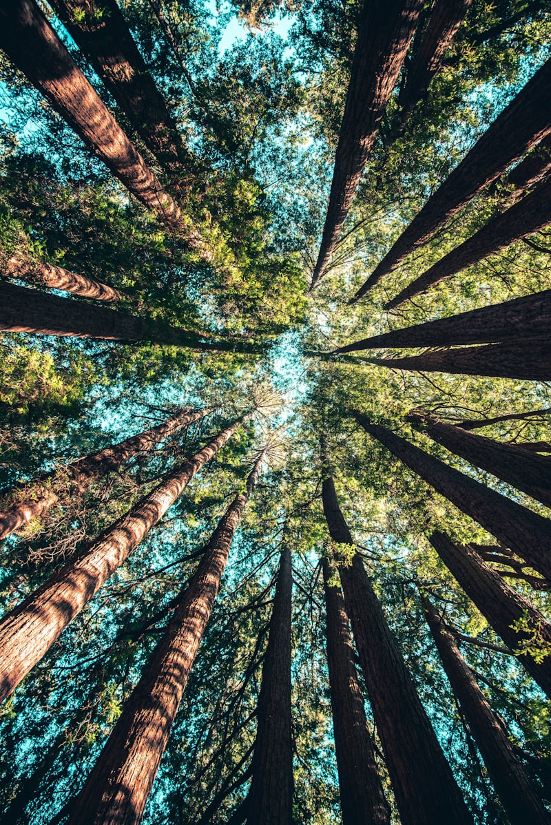 Birch