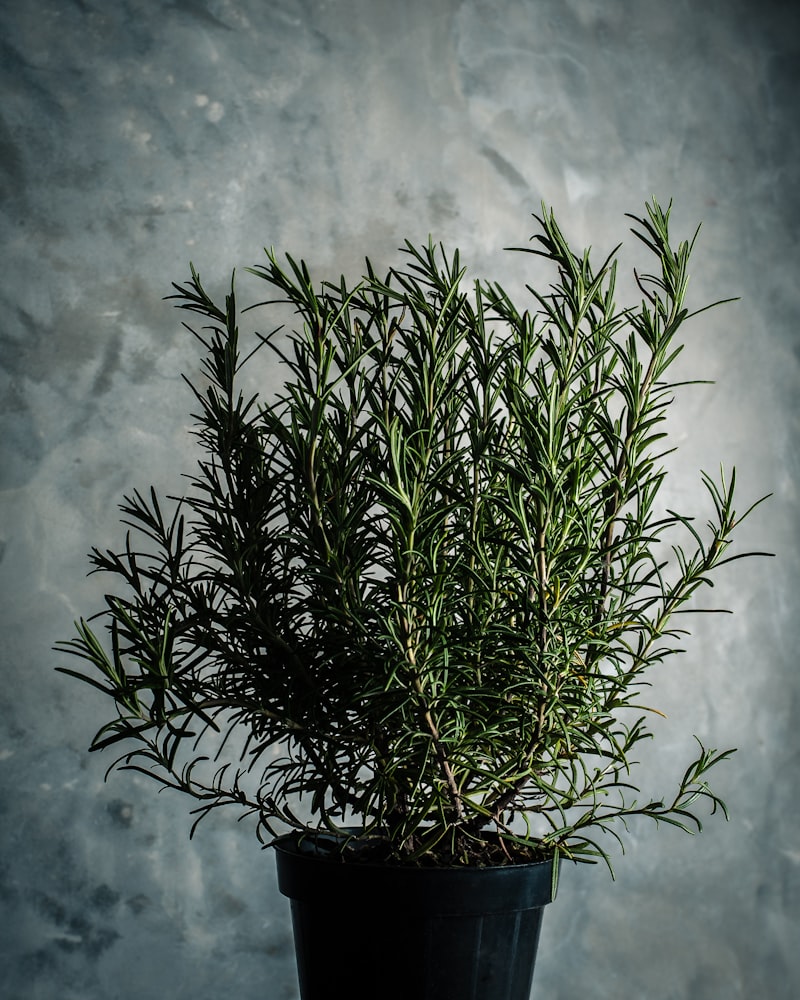 Rosemary